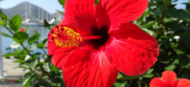 hibiscus thee